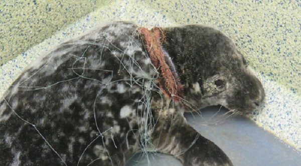Save Our Seas